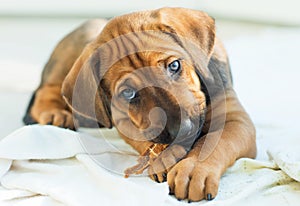 Rhodesian Ridgeback chewing a treat