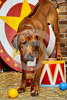 Rhodesian Ridgeback circus actor on a drum