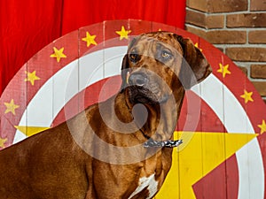 Rhodesian Ridgeback circus actor in front of a star target