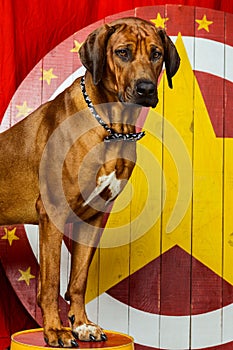 Rhodesian Ridgeback circus actor in front of a star target