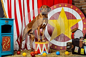 Rhodesian Ridgeback circus actor in front of a target