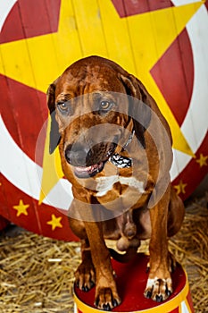 Rhodesian Ridgeback circus actor