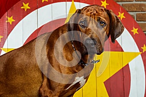 Rhodesian Ridgeback circus actor