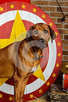 Rhodesian Ridgeback circus actor