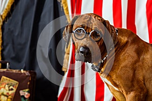 Rhodesian Ridgeback circus actor wearing eyeglasses