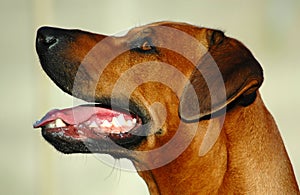 Rhodesian Ridgeback dog