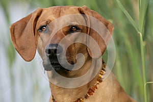 Rhodesian Ridgeback dog