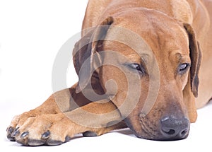 Rhodesian Ridgeback dog,3 years, snoozing photo