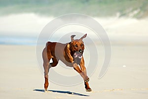 Rhodesian Ridgeback dog