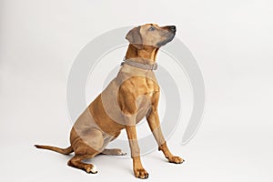 Rhodesian ridgeback dog