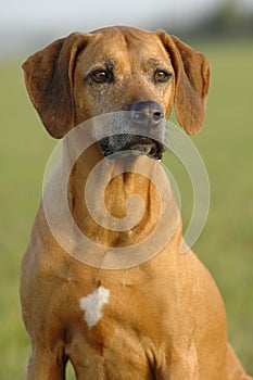 Rhodesian ridgeback dog