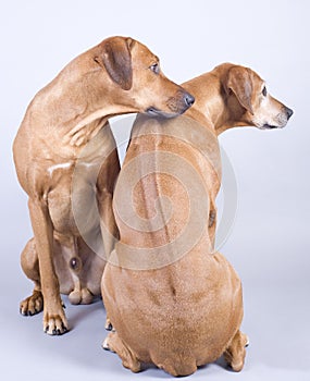 Rhodesian ridgeback dog couple, 4 and 8 years old