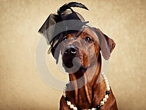 Rhodesian Ridgeback dog dressed in a hat and necklace