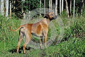 Rhodesian Ridgeback dog in forest