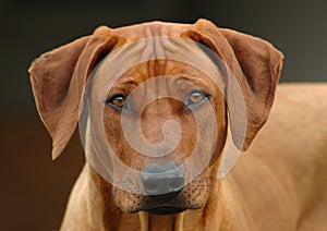 Rhodesian Ridgeback dog head portrait photo