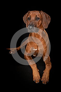 Rhodesian ridgeback dog lying on a black couch on a black background