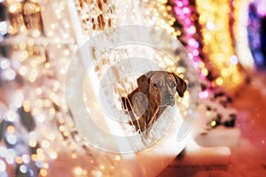 Rhodesian Ridgeback dog in the night city