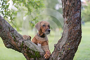Rhodesian ridgeback dog outdoors