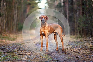 Rhodesian ridgeback dog outdoors