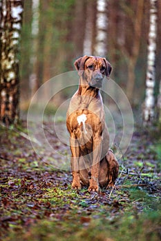 Rhodesian ridgeback dog outdoors