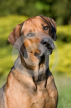 Rhodesian ridgeback dog portrait