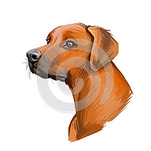 Rhodesian Ridgeback dog portrait isolated on white. Digital art illustration of hand drawn dog for web, t-shirt print and puppy
