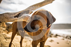 Rhodesian Ridgeback dog posing calmly on the beach