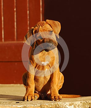 Rhodesian Ridgeback dog puppy