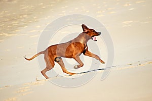 Rhodesian Ridgeback dog running