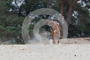 Rhodesian Ridgeback dog running around