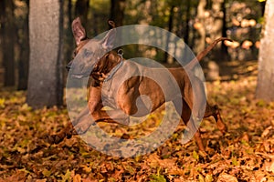 Rhodesian Ridgeback Dog is Running On the Autumn Leaves Ground. photo