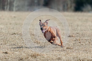 Rhodesian Ridgeback dog running full speed at lure coursing