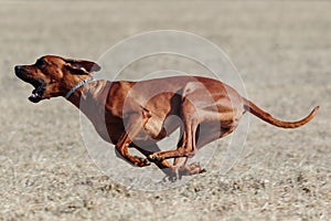 Rhodesian Ridgeback dog running full speed at lure coursing