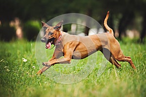 Rhodesian Ridgeback dog running in summer