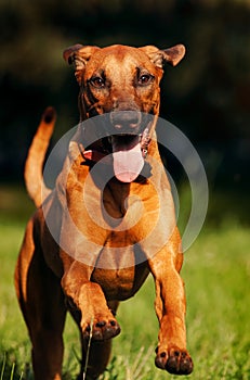 Rhodesian Ridgeback dog running in summer
