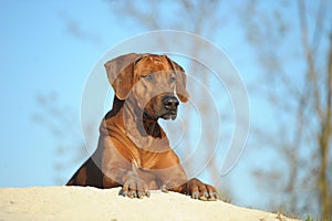 Rhodesian Ridgeback dog in sand