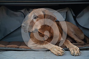 Rhodesian ridgeback dog in SUV  photo