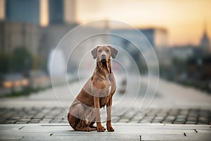 Rhodesian Ridgeback Dog on the wall