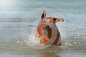 Rhodesian Ridgeback dog in the water