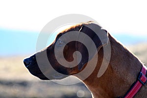 Rhodesian Ridgeback dog
