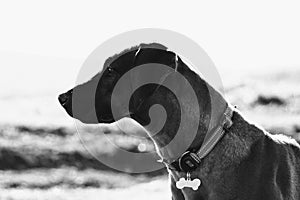 Rhodesian Ridgeback dog