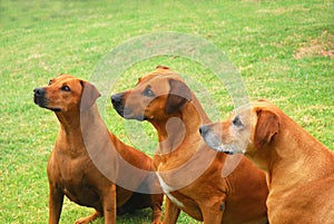 Rhodesian Ridgeback dogs