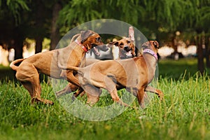 Rhodesian Ridgeback dogs playing in summer