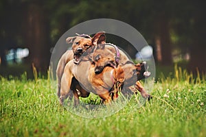 Rhodesian Ridgeback dogs playing in summer