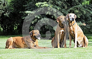 Rhodesian Ridgeback family gang