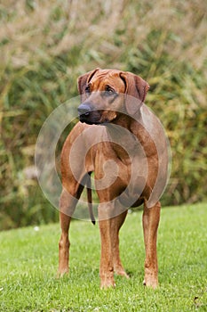 Rhodesian Ridgeback Female