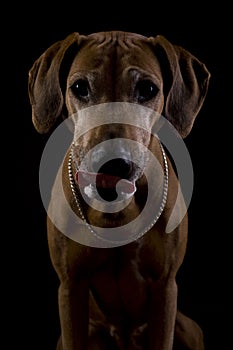 Rhodesian ridgeback female dog 8, lowkey headshoot