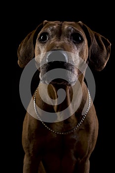 Rhodesian ridgeback female dog, lowkey headshoot