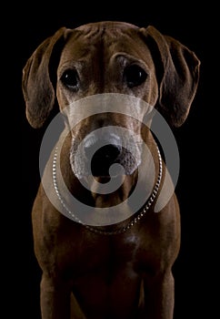 Rhodesian ridgeback female dog, lowkey headshoot