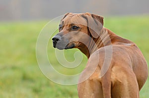 Rhodesian Ridgeback female dog in rain looking backwards